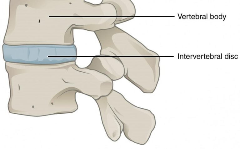 intervertebral discs