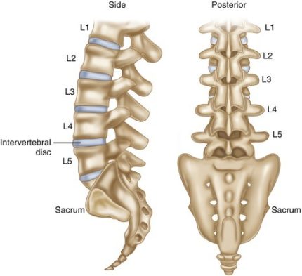 Back support for an office chair - why it's important - Karo